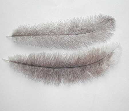 オーストリッチ 30－40cm （ブラウン） 羽ディスプレイ、アクセサリー、ヘットドレス等に使用されてます。