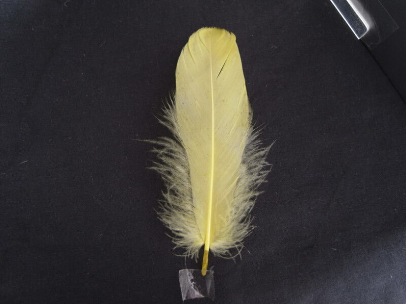 ナゴリヤ黄色　【装飾用の羽根 羽衣装　ダンス　インディアン風アクセサリー 手芸 ウェディング フラワーアレンジメント 内装 パーツ チャーム製作　ハンドメイド 】