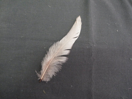 キャラ尾 ブロン 10本 フェザー アクセサリー パーツ 羽 手芸 しゅげい アクセサリ　羽 髪飾り 羽 手芸 羽 ビーズ 羽 帽子飾り