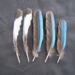 r0010821-150x150.jpg